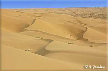 Algodones Dunes